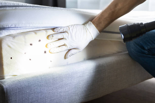Trusted Morton, IL Pest Control Experts