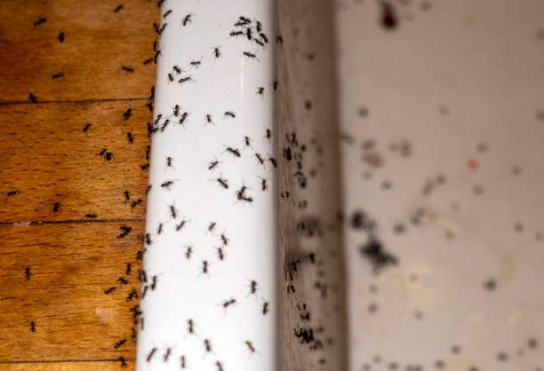 Wasp Removal Services in Morton, IL