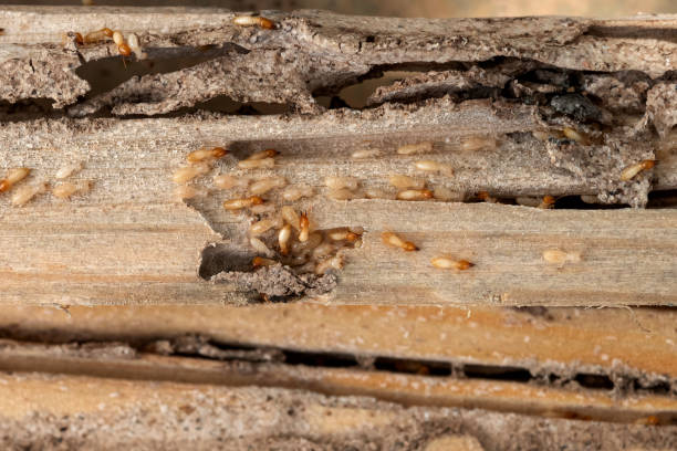 Best Ant Control Services  in Morton, IL