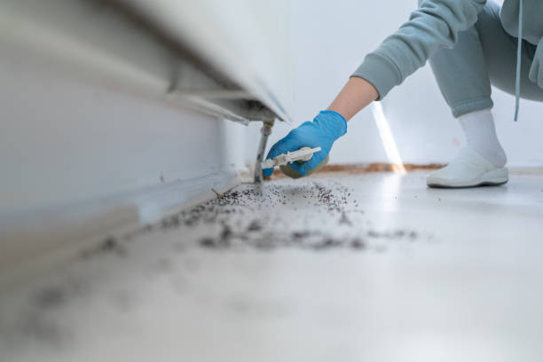 Best Flea Control Services  in Morton, IL
